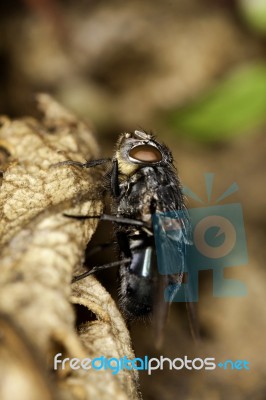 European Blowfly Stock Photo