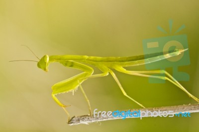 European Dwarf Mantis Stock Photo