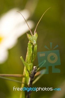 European Dwarf Mantis (ameles Spallanzania) Stock Photo