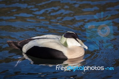 European Eider Duck Somateria Mollissima Mollissima Stock Photo