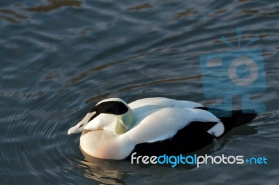 European Eider Duck Somateria Mollissima Mollissima Stock Photo