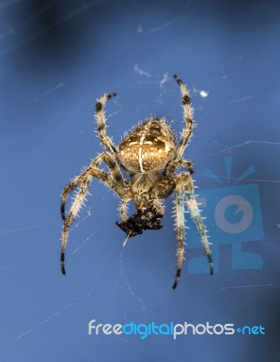 European Garden Spider Stock Photo