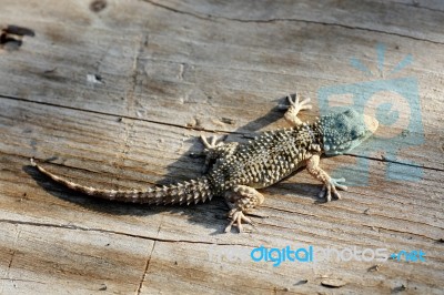 European Gecko Stock Photo