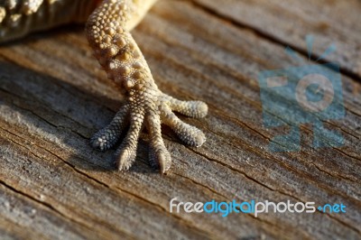 European Gecko Stock Photo