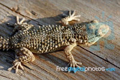 European Gecko Stock Photo