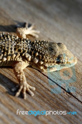 European Gecko Stock Photo