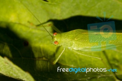 European Grasshopper (tettigonia Viridissima) Stock Photo