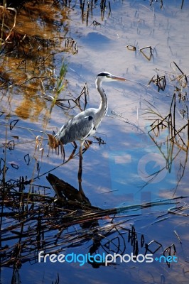 European Grey Heron Stock Photo