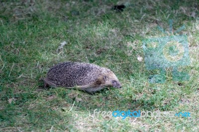 European Hedgehog (erinaceus Europaeus) Stock Photo