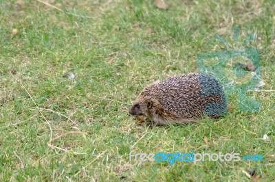 European Hedgehog (erinaceus Europaeus) Stock Photo