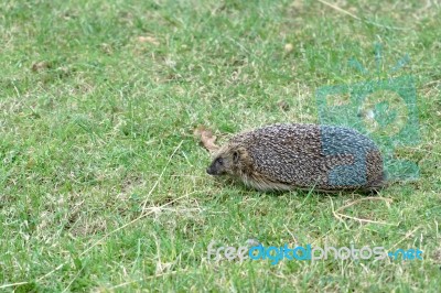 European Hedgehog (erinaceus Europaeus) Stock Photo