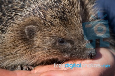 European Hedgehog (erinaceus Europaeus) Stock Photo