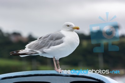 European Herring Gull (larus Argentatus) Stock Photo