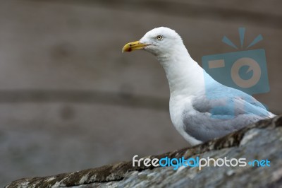 European Herring Gull (larus Argentatus) Stock Photo