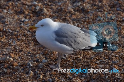 European Herring Gull (larus Argentatus) Stock Photo