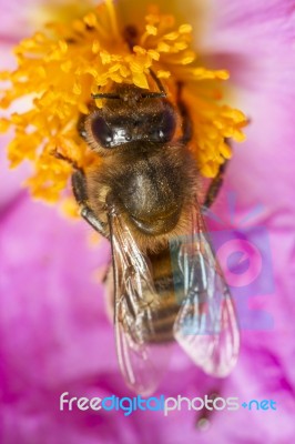 European Honey Bee (apis Mellifera) Stock Photo