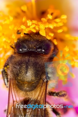 European Honey Bee (apis Mellifera) Stock Photo