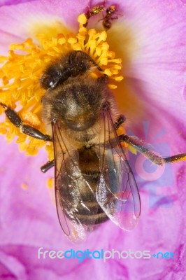 European Honey Bee (apis Mellifera) Stock Photo