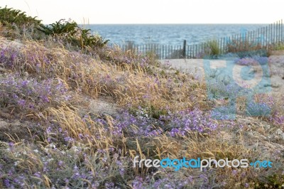 European Marram Grass Stock Photo