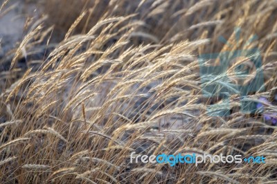 European Marram Grass Stock Photo