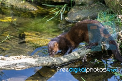 European Mink (mustela Lutreola) Stock Photo