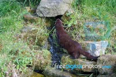 European Mink (mustela Lutreola) Stock Photo