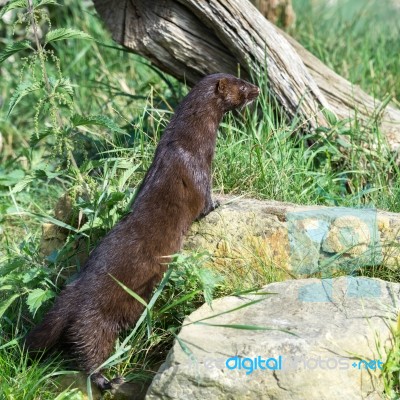 European Mink (mustela Lutreola) Stock Photo