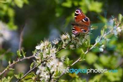 European Peacock Butterfly Stock Photo