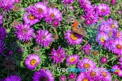 European Peacock Butterfly (inachis Io) Stock Photo