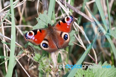 European Peacock Butterfly (inachis Io) Stock Photo