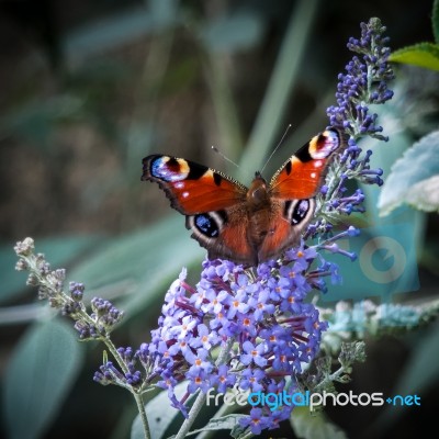 European Peacock Butterfly (inachis Io) Feeding On Buddleia Blos… Stock Photo