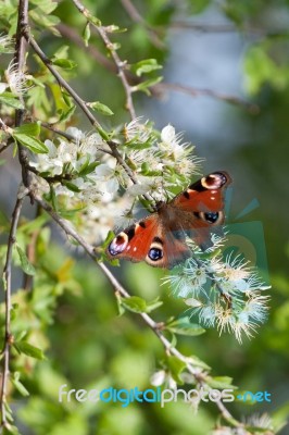 European Peacock Butterfly (inachis Io) Feeding On Tree Blossom Stock Photo