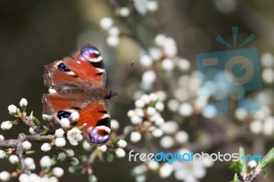 European Peacock Butterfly (inachis Io) Resting On Tree Blossom Stock Photo