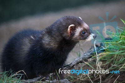 European Polecat (mustela Putorius) Stock Photo