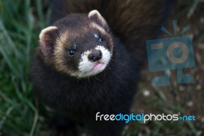 European Polecat (mustela Putorius) Stock Photo