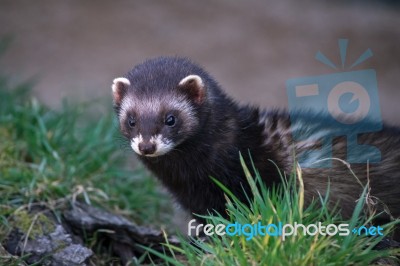 European Polecat (mustela Putorius) Stock Photo