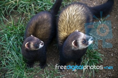 European Polecat (mustela Putorius) Stock Photo