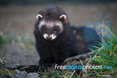 European Polecat (mustela Putorius) Stock Photo