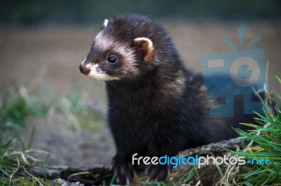 European Polecat (mustela Putorius) Stock Photo