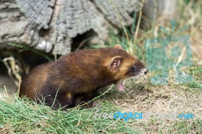 European Polecat (mustela Putorius) Stock Photo