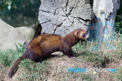 European Polecat (mustela Putorius) Stock Photo