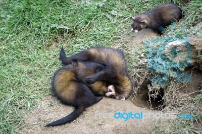 European Polecat (mustela Putorius) Stock Photo