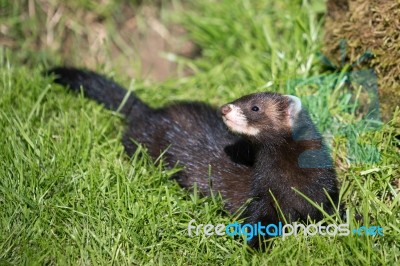 European Polecat (mustela Putorius) Stock Photo