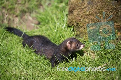 European Polecat (mustela Putorius) Stock Photo