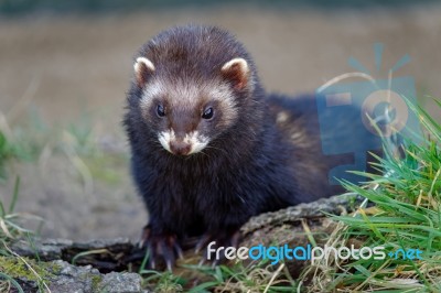 European Polecat (mustela Putorius) Enjoying The Sunshine Stock Photo