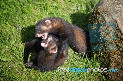 European Polecat (mustela Putorius) Play Fighting Stock Photo