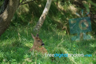 European Roe Deer (capreolus Capreolus) Sitting In The Shade Stock Photo