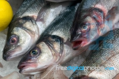 European Seabass (dicentrarchus Labrax) For Sale Stock Photo