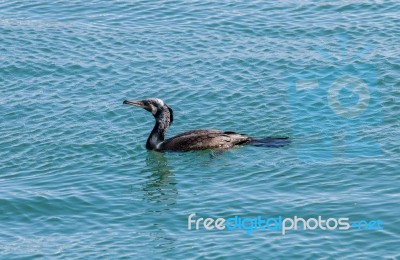 European Shag Bird Stock Photo