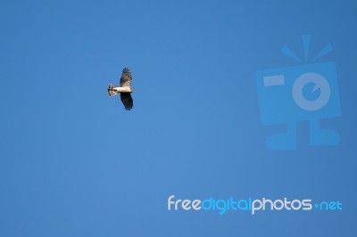 European Sparrowhawk (accipiter Nisus) Stock Photo